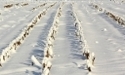 Feld im Schnee